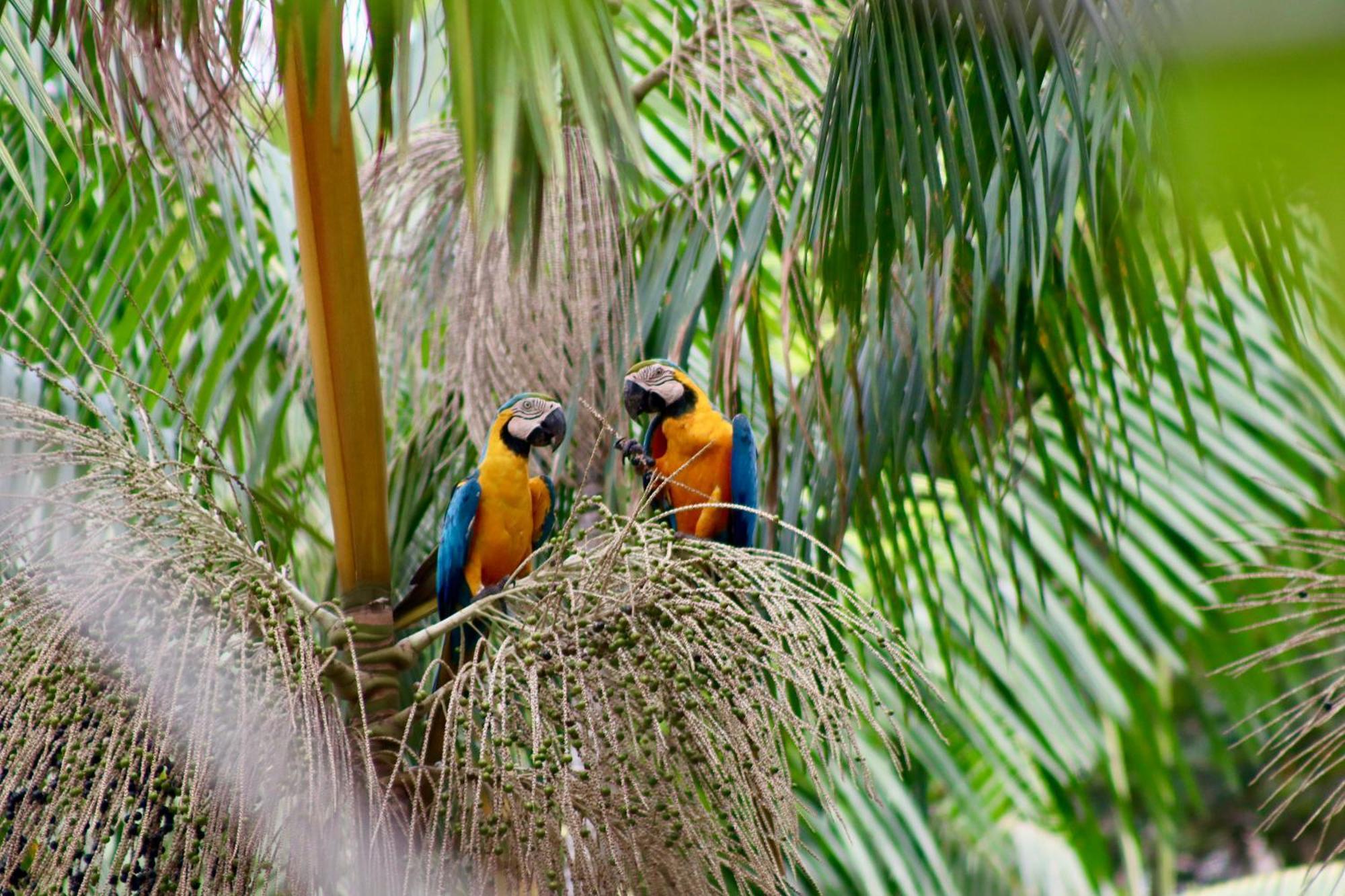 Pousada Paraiso Do Calango Azul Presidente Figueiredo Exterior foto